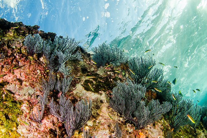 Cabo Pulmo 2 Tank Certified Dive with Lunch - Lunch and the “boring stuff” that keeps you comfortable all day