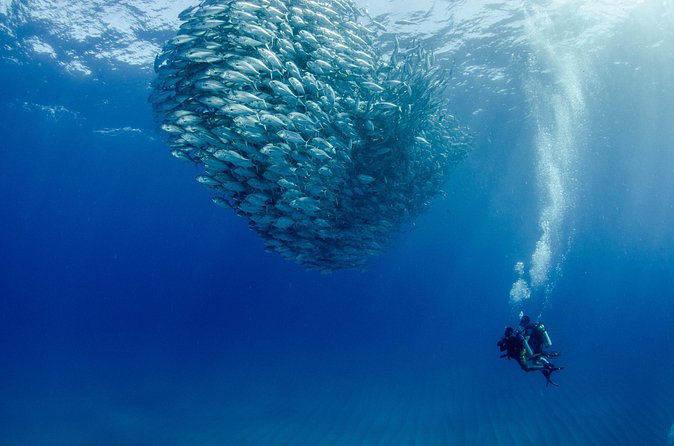 Cabo Pulmo 2 Tank Certified Dive with Lunch - Price and extras: why $279 can still get more expensive