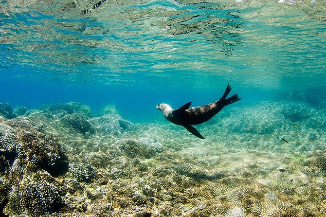 Cabo Pulmo National Park Snorkel Expedition from Cabo San Lucas - The Day Unfolds in Two Parts: Drive Out, Reef Stops Back