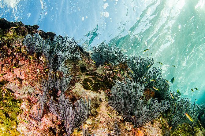Cabo Pulmo National Park Snorkel Expedition from Cabo San Lucas - Lunch, Gear, and the Small Things That Make or Break Your Comfort