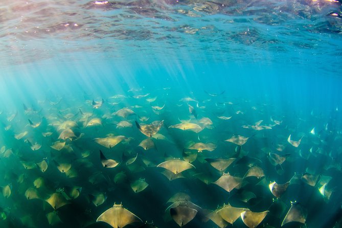 Cabo Pulmo National Park Snorkel Expedition from Cabo San Lucas - Price and Value: Is $279 a Smart Use of Your Time?