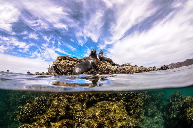 Cabo Pulmo National Park Snorkel Expedition from Cabo San Lucas - Should You Book Cabo Pulmo From Cabo San Lucas?