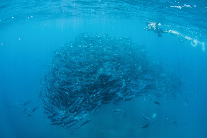 Cabo Pulmo National Park Snorkel Expedition from Cabo San Lucas - The 7:00 am Departure and the East Cape Drive Time Trap