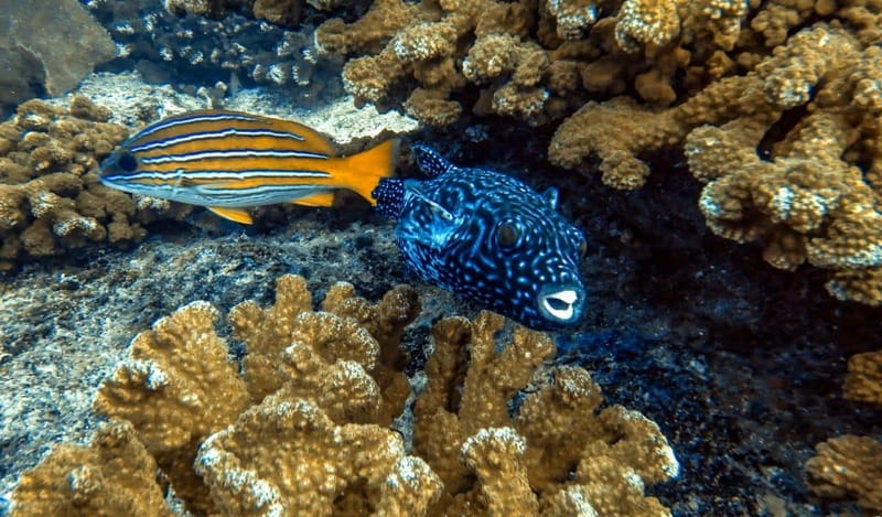 Cabo Pulmo Snorkeling - Key things to know before you go