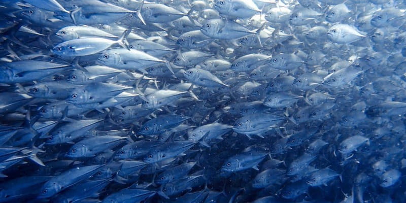 Cabo Pulmo Snorkeling - Cabo Pulmo Travel meet-up: get on the water without stress