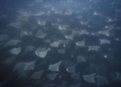 Cabo Pulmo Snorkeling - Cabo Pulmo National Park: the real reason the snorkeling works
