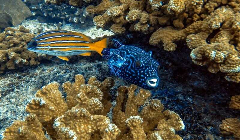 Cabo Pulmo Snorkeling - Rules, gear, and what to bring (so you’re comfy the whole 3 hours)