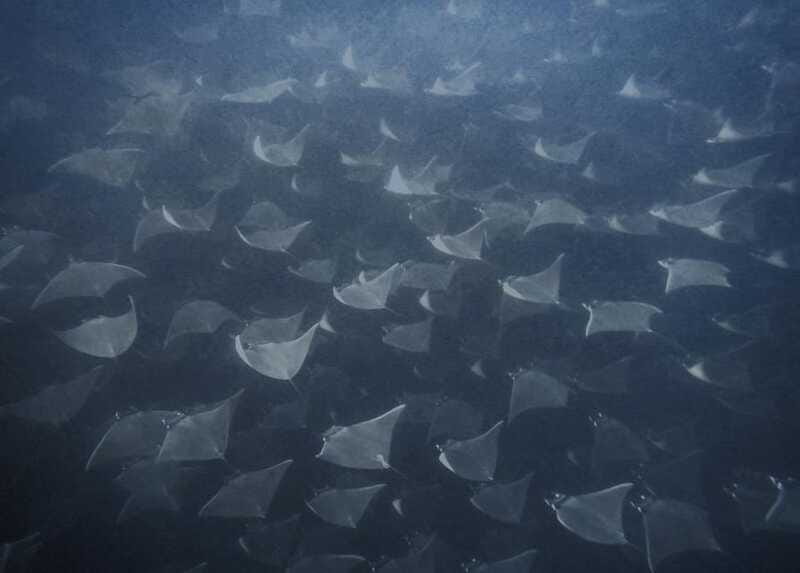 Cabo Pulmo Snorkeling - Price and value: is $110 fair for 3 hours?