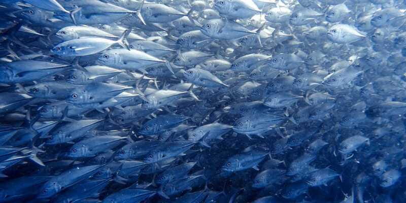 Cabo Pulmo Snorkeling - After the snorkel: calm boat time and GoPro expectations