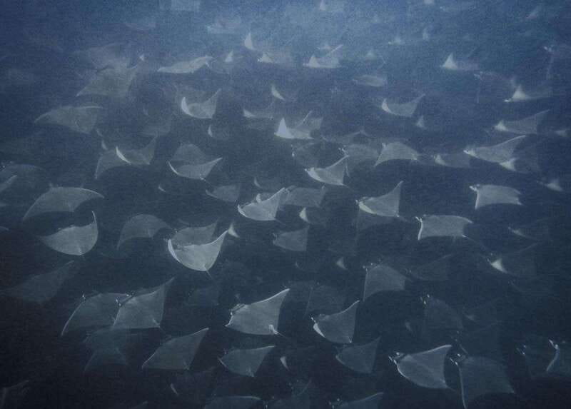 Cabo Pulmo Snorkeling - Cabo Pulmo National Park: the real reason the snorkeling works