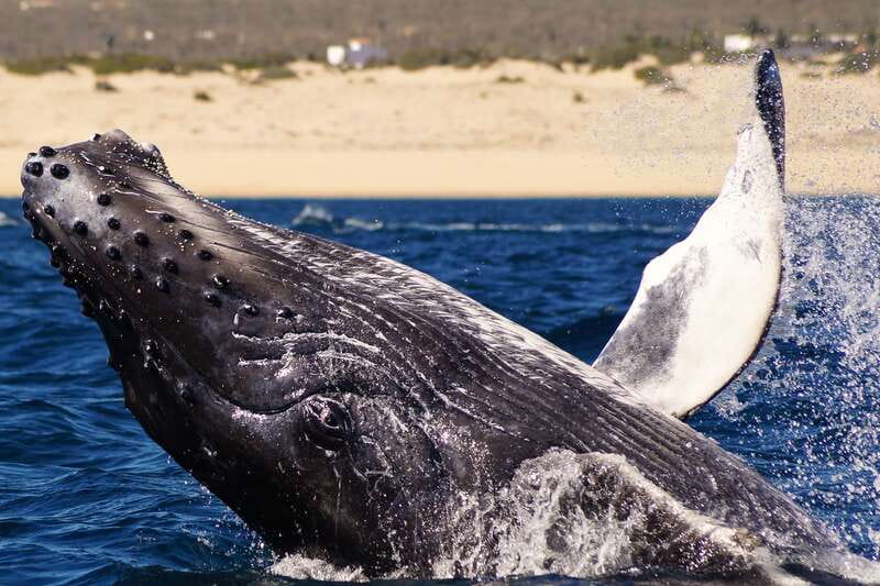 Cabo San Lucas: 2.5-Hour Whale Watching Tour - Meeting at the Tesoro Hotel marina: find the Tequila Lighthouse fast
