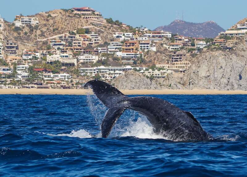 Cabo San Lucas: 2.5-Hour Whale Watching Tour - When you go matters: humpback season and the 8 AM, 11 AM, 2:30 PM slots