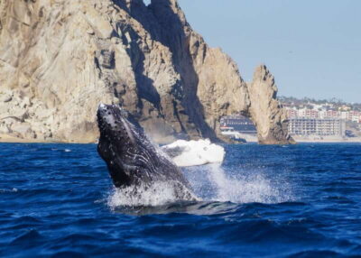 Cabo San Lucas: 2.5-Hour Whale Watching Tour - Marine biologist-led whale spotting: what the guide actually helps you notice