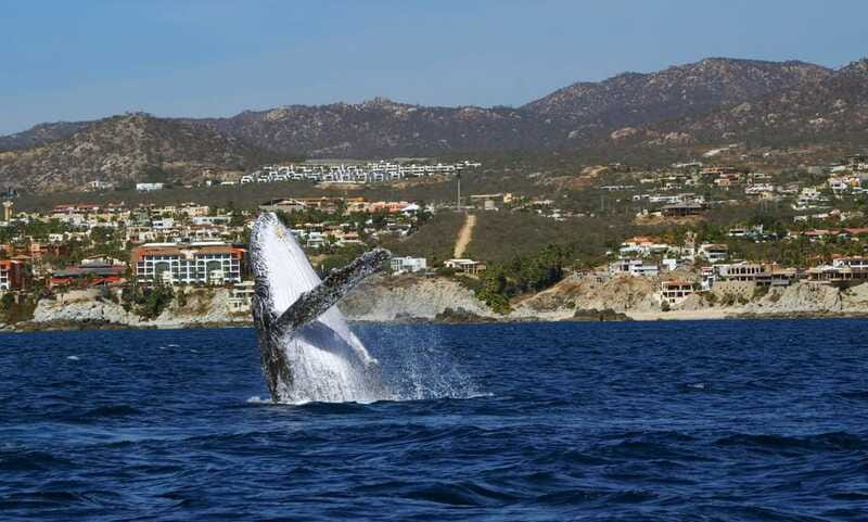 Cabo San Lucas: 2.5-Hour Whale Watching Tour - Who should book (and who should skip it)