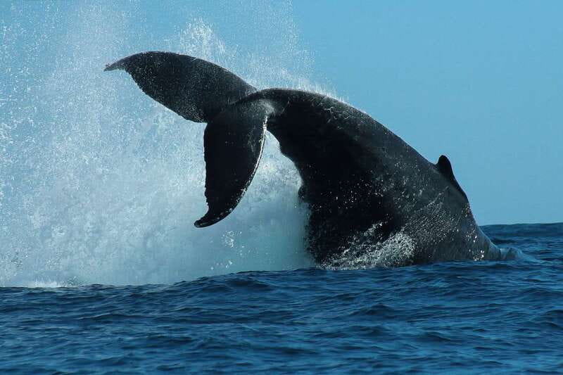 Cabo San Lucas: 2-Hour Whale Watching Adventure - Key things I’d watch for on this tour