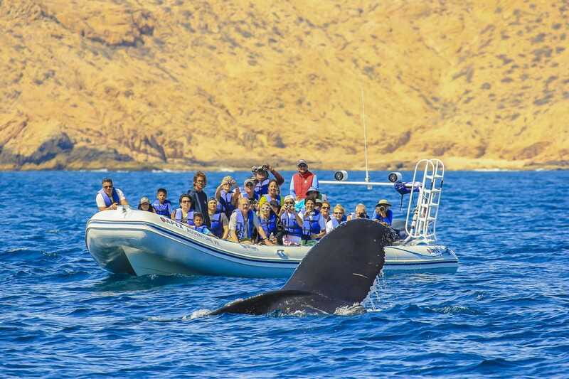 Cabo San Lucas: 2-Hour Whale Watching Adventure - What to bring so you’re comfortable (and not miserable)