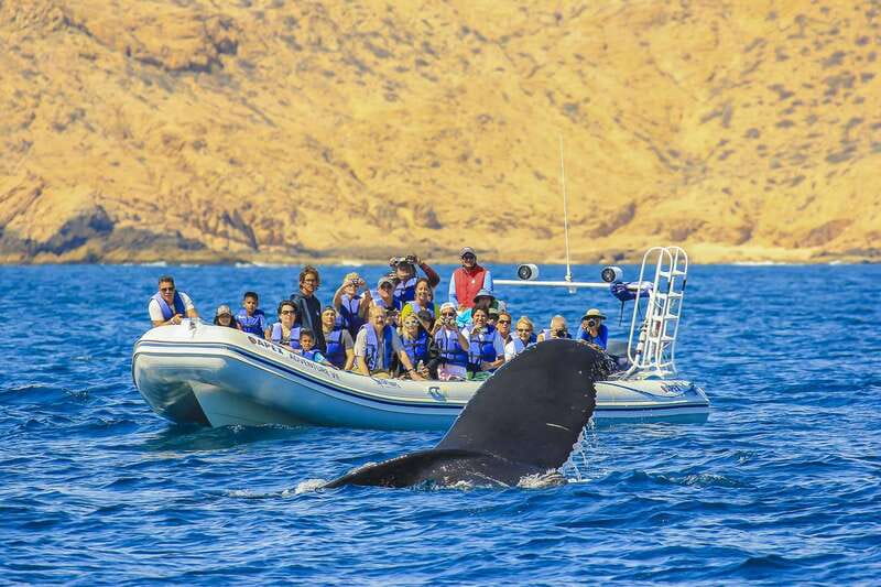 Cabo San Lucas: 2-Hour Whale Watching Adventure - Pickup from Cabo San Lucas or San José del Cabo (and what that means for your day)