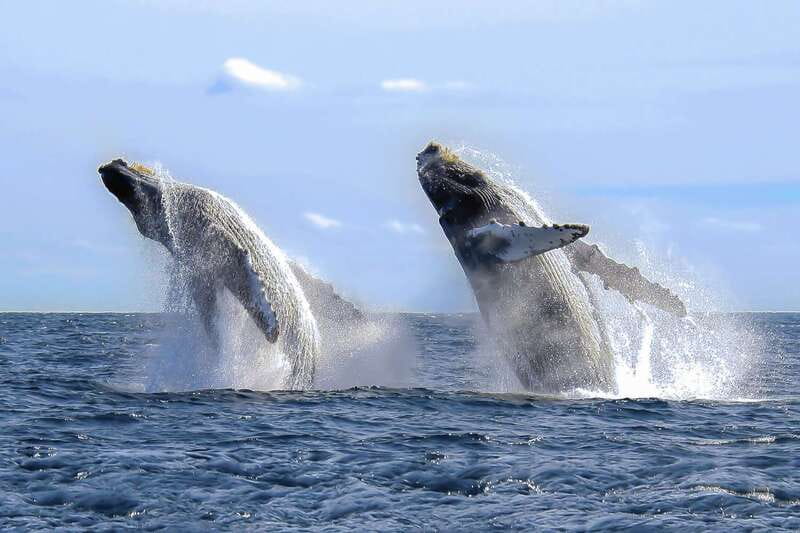 Cabo San Lucas: 2-Hour Whale Watching Adventure - Listen to whales with the onboard hydrophone