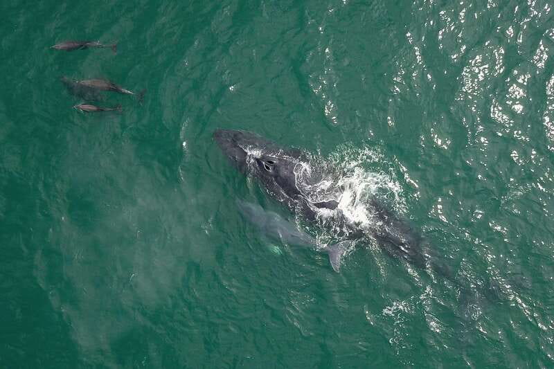 Cabo San Lucas: 2-Hour Whale Watching Adventure - Timing and duration: plan for a real chunk of winter water time