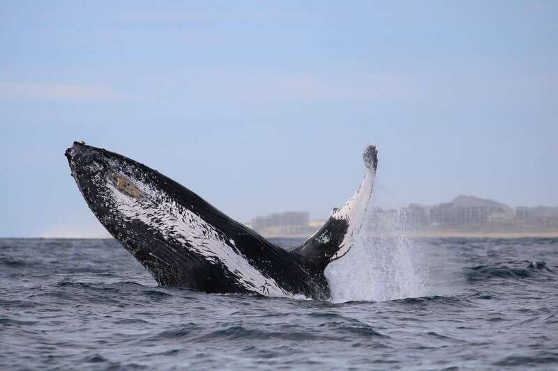 Cabo San Lucas: 2-Hour Whale Watching Adventure - Price and value: what $99 really buys in Los Cabos