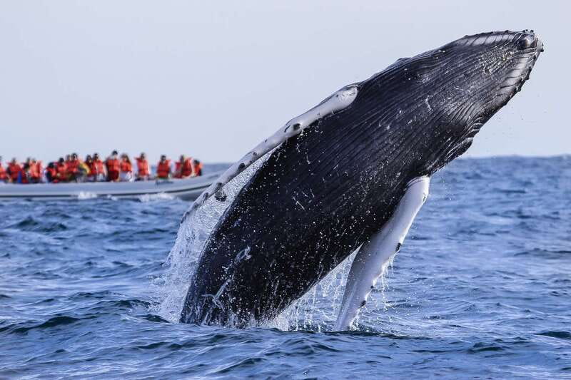Cabo San Lucas: 2-Hour Whale Watching Adventure - The small-group approach and the whale-friendly inflatable boat