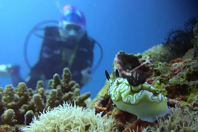 Cabo San Lucas 2 Tank Scuba Diving - Underwater Session 1: closer to Marine Park, with deep-water variety nearby