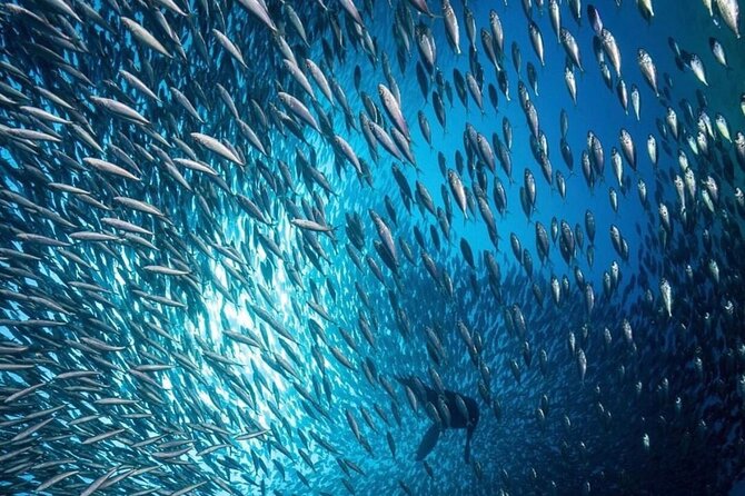 Cabo San Lucas Arch Boat Tour and Snorkeling at Pelican Rock - Cruise the Sea of Cortez: Sea Lions and the Wildlife Moment