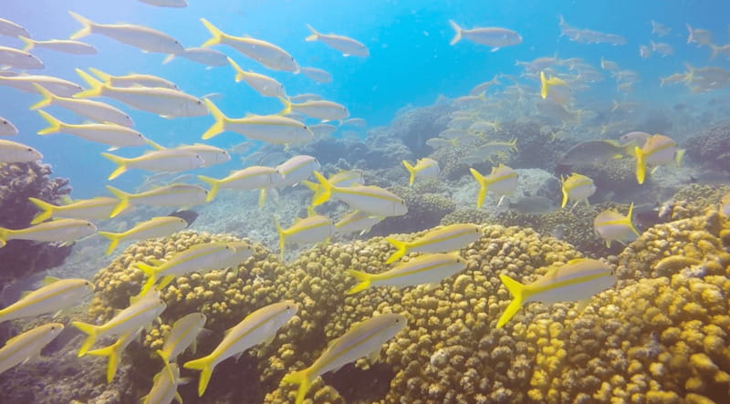 Cabo San Lucas: Beginners Diving Experience w/ Water & Snack - The Underwater Mindset: What You’re Learning Beyond the Gear