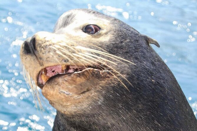 Cabo San Lucas Boat Tour and Snorkel at Pelican Rock - Pelican Rock snorkeling plus Cabo’s lands-end photo circuit