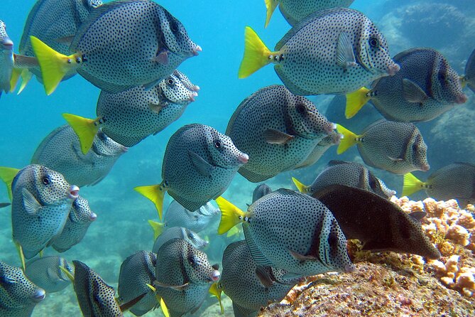 Cabo San Lucas Boat Tour and Snorkel at Pelican Rock - Safety, guides, and why the small group feels different