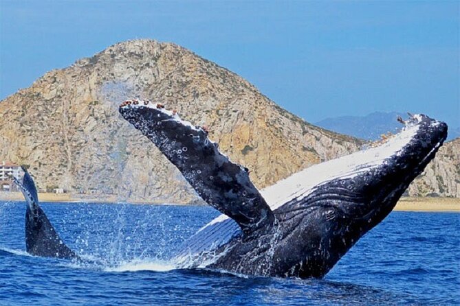 Cabo San Lucas Boat Tour and Snorkel at Pelican Rock - What comes with the tour (and what you should pack)