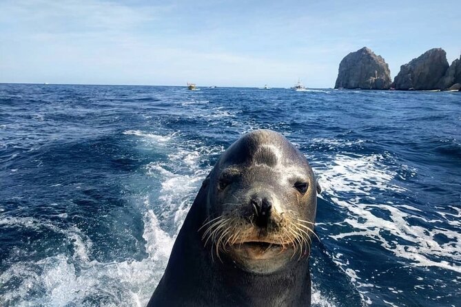 Cabo San Lucas Boat Tour and Snorkel at Pelican Rock - Price and value: is $80.10 a good deal in Cabo?