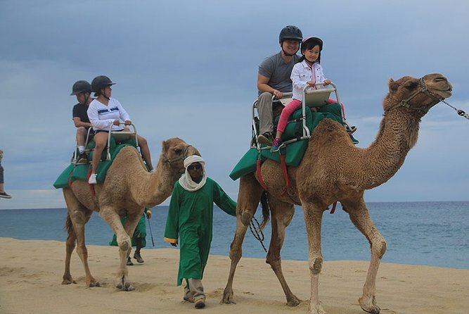 Cabo San Lucas Camel Ride and Encounter on Beach and Desert - Why this Cabo camel, desert, and tequila combo makes sense