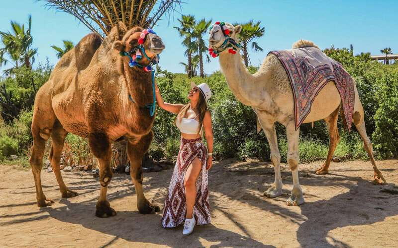 Cabo San Lucas: Camel Ride & Off-Road UTV Combo Adventure - Beach Camel Calm on the Pacific Side of Cabo