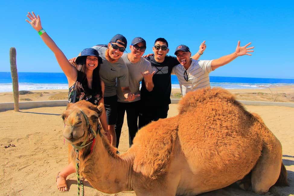 Cabo San Lucas: Camel Ride on the Beach - Camel Handling, Feeding, and Hugging: The Best Part
