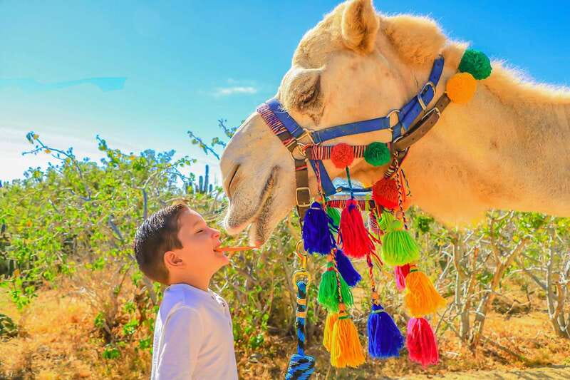 Cabo San Lucas: Camel Safari Tour with Lunch and Tequila - Lunch with tortilla making and tequila tasting