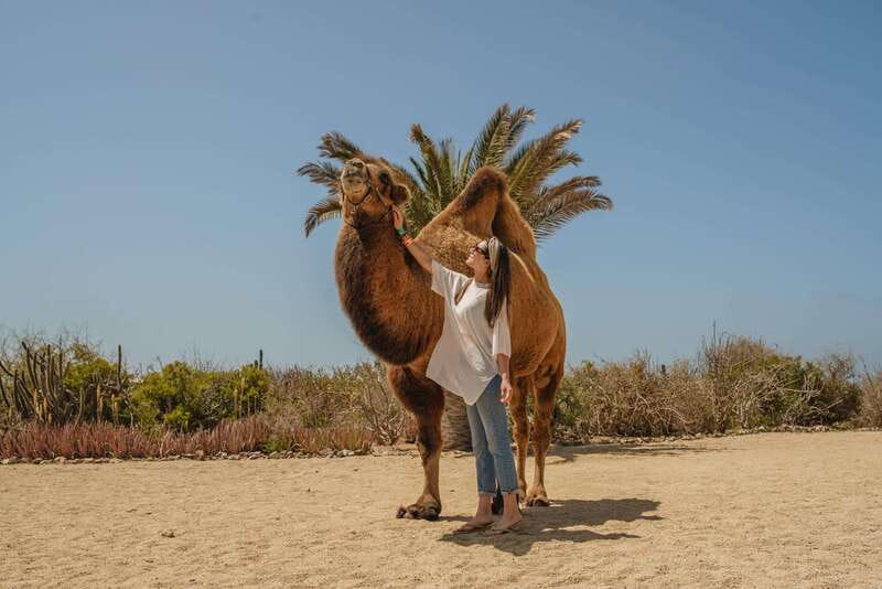 Cabo San Lucas: Camel Safari Tour with Lunch and Tequila - Hygiene and animal-care expectations: what to watch for