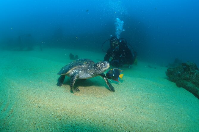 Cabo San Lucas Certified 2 Tank Dive at the Famous Arch and Land's End - Stop 1: El Arco de Cabo San Lucas and what it adds to your underwater time