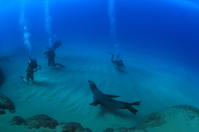Cabo San Lucas Certified 2 Tank Dive at the Famous Arch and Land's End - Who this Cabo Adventures outing fits best (and who should skip)