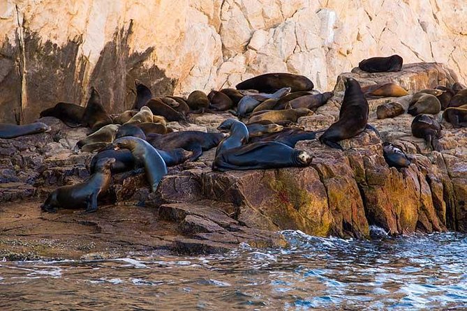 Cabo San Lucas city tour and amazing sea adventure to Lands End! - Sea lion colony, famous rock points, and the Land’s End “greatest hits” cruise