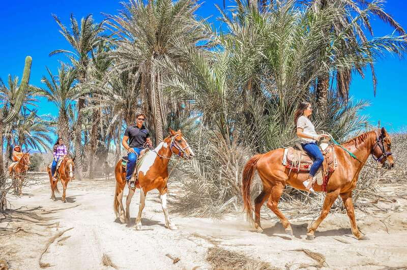 Cabo San Lucas: Horseback Riding in Migriño with Transfers - The Sea Viewpoint Stop and Seasonal Gray Whales