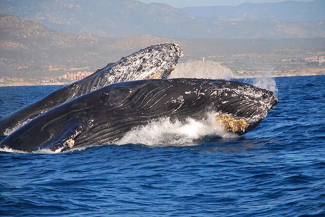 Cabo San Lucas Humpback Whale Watching Tour - How the morning schedule works from the marina