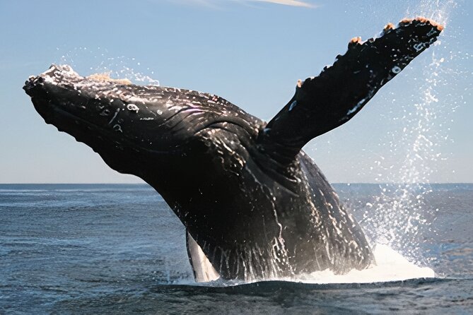 Cabo San Lucas Humpback Whale Watching Tour - The $99 value: what you’re really paying for