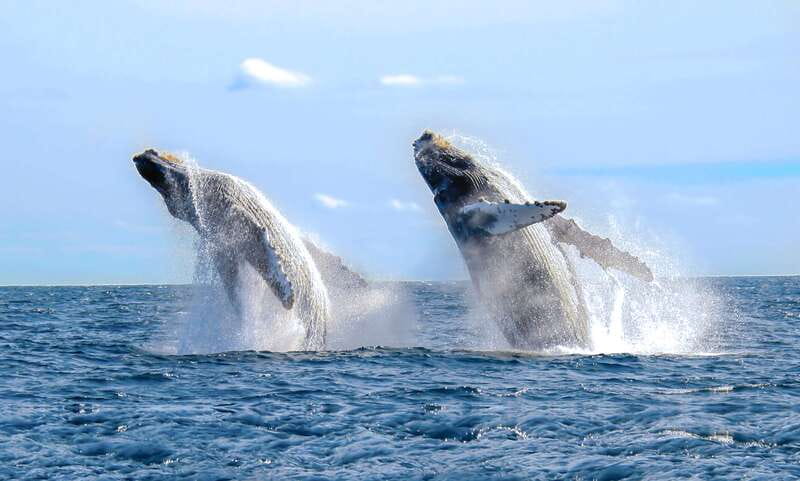 Cabo San Lucas: Luxury Catamaran Whale Watching Experience - Key details that make this whale watch worth your money