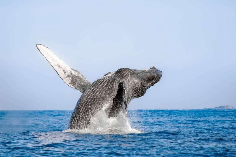 Cabo San Lucas: Luxury Catamaran Whale Watching Experience - Luxury catamaran whale watching in Cabo: what the outing feels like