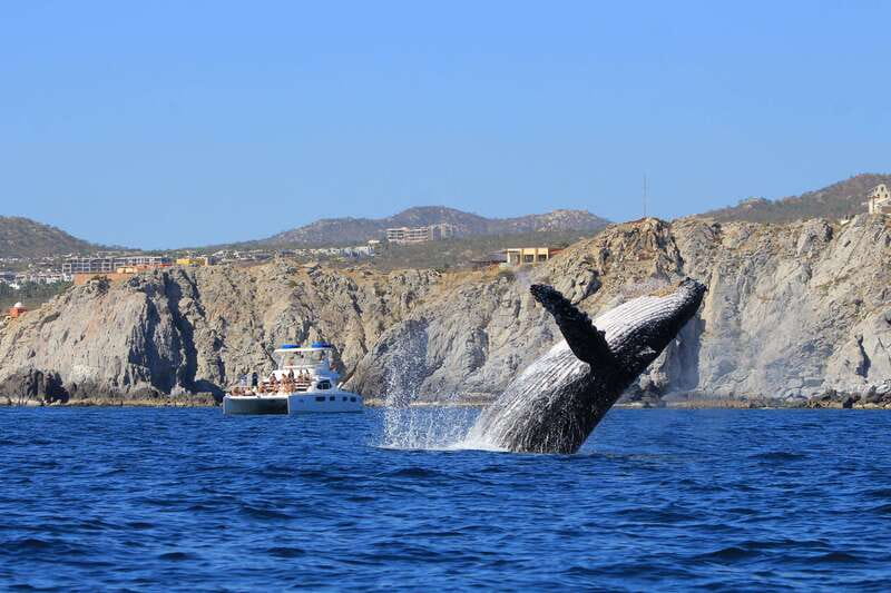 Cabo San Lucas: Luxury Catamaran Whale Watching Experience - The hydrophone experience: hearing whale songs live