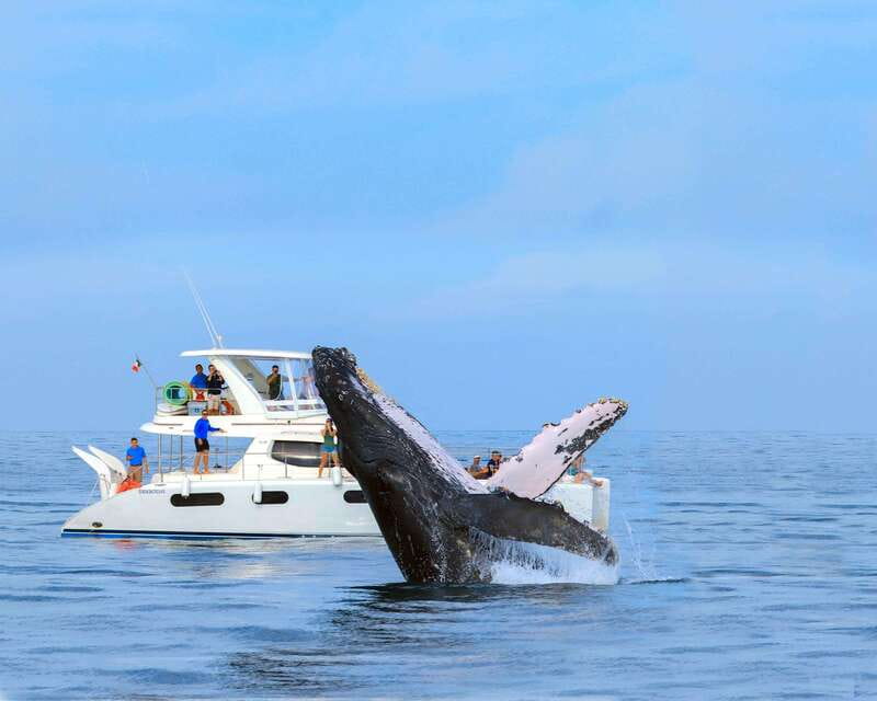 Cabo San Lucas: Luxury Catamaran Whale Watching Experience - The cruising route: bay views, Arch passes, and open-water searching