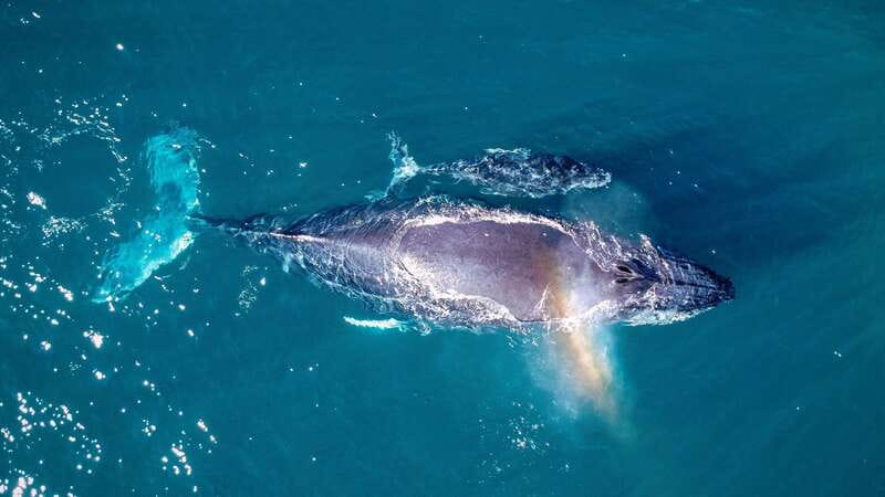Cabo San Lucas: Luxury Catamaran Whale Watching Experience - Crew and guide quality: Jorge and Leonardo as proof points