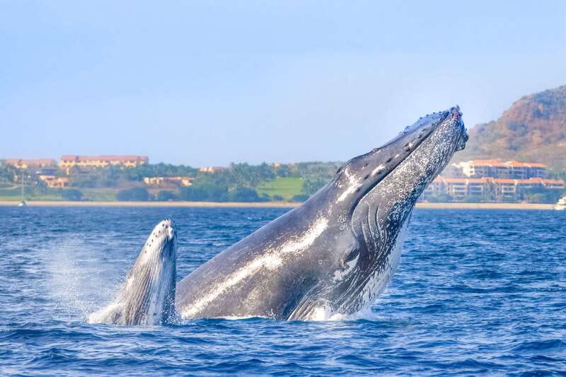 Cabo San Lucas: Luxury Catamaran Whale Watching Experience - The humpback factor: what you’re most likely to see