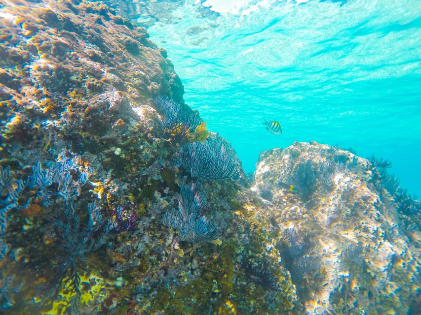 Cabo San Lucas: Private Catamaran Tour with Snorkeling - Drinks, Snacks, and Music: Plan Your Own Meal Strategy